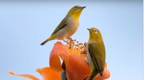 Merveilleuse présentation avec des clichés d’oiseaux et de fleurs