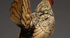 Deux amis de Milan en Italie capturent la beauté des poules et c’est un super projet!
