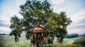 Une jolie cabane dans un arbre, au milieu d’un champ de lavandes
