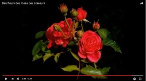 Les fleurs font chaud au cœur, les couleurs de la nature aussi!