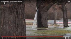 Une fontaine naturelle au milieu d’un arbre, c’est phénoménal!