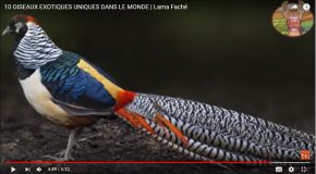 Oiseaux très rares qui risquent de ne plus exister, c’est beau et malheureux!