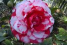 Les plus belles fleurs en musique, un ppt très agréable à voir!