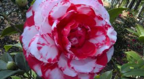 Les plus belles fleurs en musique, un ppt très agréable à voir!