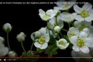 Timelapse en macro de quelques végétaux qui poussent, c&rsquo;est beau!