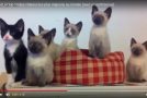 Des chatons dans des scènes toutes belles