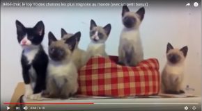 Des chatons dans des scènes toutes belles