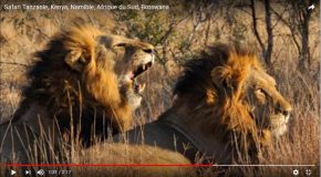 Safari en Afrique, c’est très agréable et c’est une belle découverte!