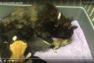 Un bébé écureuil dans une portée de chatons, c&rsquo;est trop mignon!
