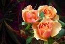 Les fleurs de l&rsquo;âme, un poème en musique et en fleurs!
