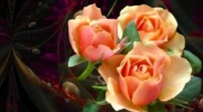 Les fleurs de l’âme, un poème en musique et en fleurs!