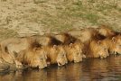 Photos de lions, c’est mignon, mais il ne faut pas les approcher!