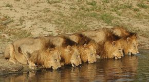 Photos de lions, c’est mignon, mais il ne faut pas les approcher!