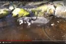 Un chat tente d’attraper des poissons sous une surface glacée