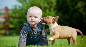 Bébés et chiens, du rire et de la joie à gogo!
