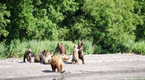 A la découverte de l’ours de Kamtchatka, une belle espèce à protéger!