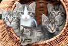 10 avantages d’avoir un chat à la maison, c’est très intéressant!