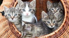 10  avantages d’avoir un chat à la maison, c’est très intéressant!
