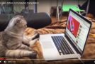 Scènes très amusantes avec des chats qui s&rsquo;amusent avec l&rsquo;ordinateur
