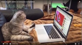 Scènes très amusantes avec des chats qui s’amusent avec l’ordinateur