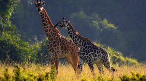La faune, dans des clichés offerts par un photographe très talentueux!
