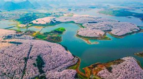 La Chine inondée par des fleurs de cerisiers qui font le bonheur des admirateurs!
