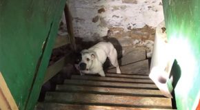 En achetant leur nouvelle maison, ils trouvent un chien au sous-sol