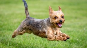 Le Yorkshire Terrier la plus belle race de chien!
