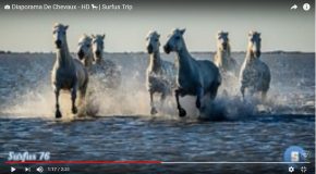 La beauté et la force du cheval dans une série de clichés en musique