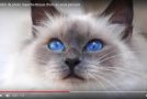 Zoom sur les chats, ce sont d&rsquo;adorables animaux aux yeux comme des perles!