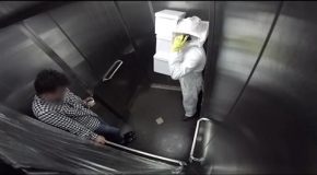 Des abeilles dans un ascenseur