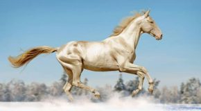 Découvrez « Le cheval doré »