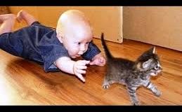 Quand les chats et les bébés s’amusent