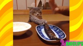 L’humour des chats