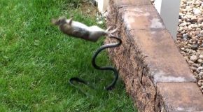 Cet animal défend ses petits à ses dépens