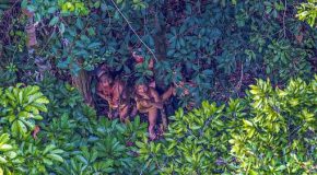 Un photographe découvre fortuitement une tribu isolée !
