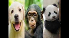 Les plus belles citations sur les animaux