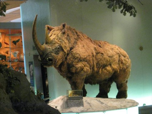 Woolly_Rhino_Weston_Park_Museum_2011-1600x1200
