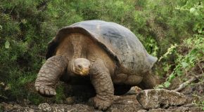 Ces animaux qui vivent le plus longtemps au monde