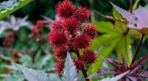 Plantes dangereuses qu’il ne faut jamais toucher