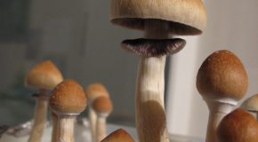 Les champignons magiques sont redécouverts par la recherche médicale