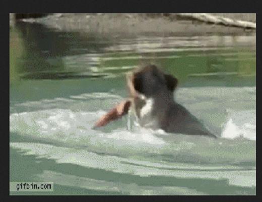 Certains animaux ont vraiment de la chance et s’offrent un bon festin