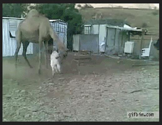 Ces animaux sont vraiment cinglés mais ils nous font bien rire