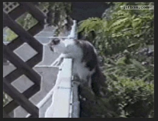 Ces chats sont vraiment débiles et se mettent dans des situations incroyables