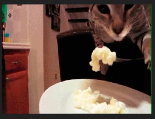 Qui avait osé dire que les chats ne savaient pas bien se tenir