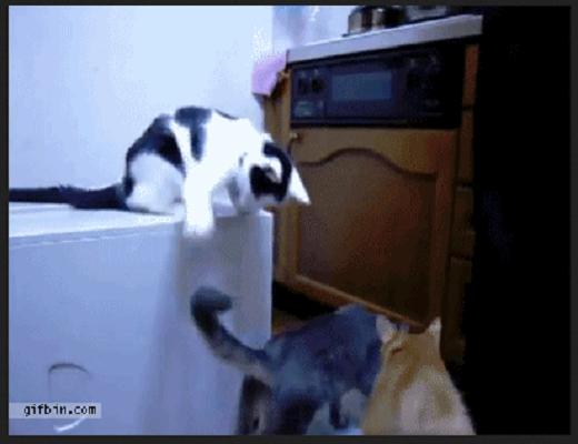 Ces chats sont vraiment très agiles, ils peuvent tout faire avec leur corps