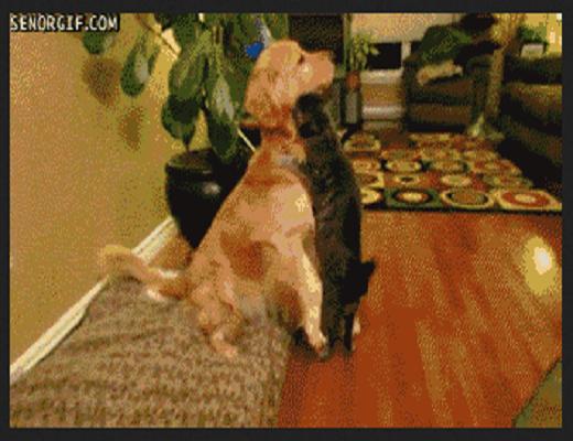 Quand le chat rencontre les autres animaux, il s’en donne à cœur joie