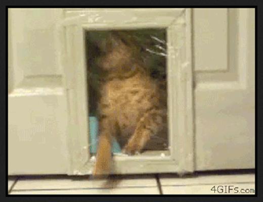 Voilà des chats qui ne sont vraiment pas très adroits