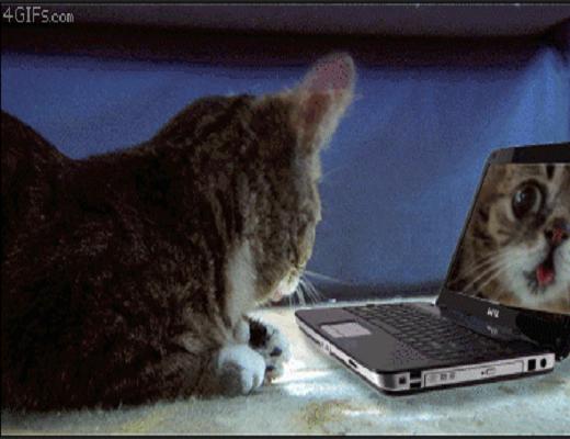 Les chats ont bien évolués, ils savent faire beaucoup de choses impressionnantes
