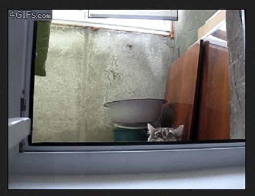 Ces chats sont si adorables et mignons qu’on ne pourrait cesser de les regarder